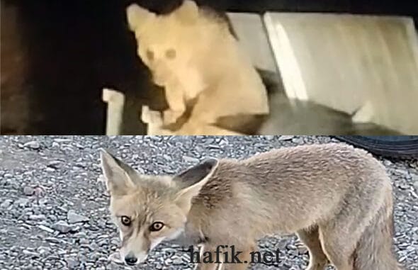 Nöbette ayı, tilki besliyorlar