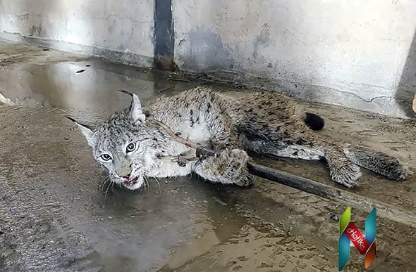 Sivas Hafik Yarhisar köyünde bulunan yaralı vaşak